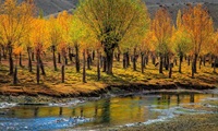 Ghazar Pakistan